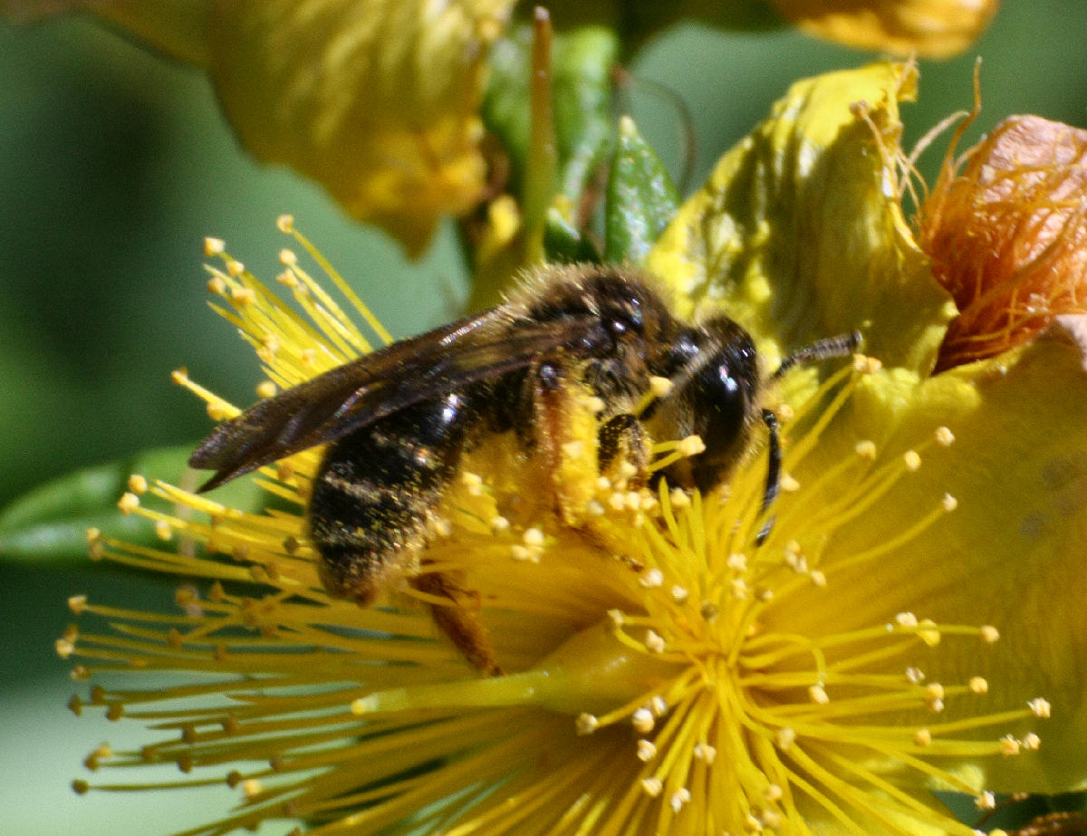 piccolo imenottero da identificare